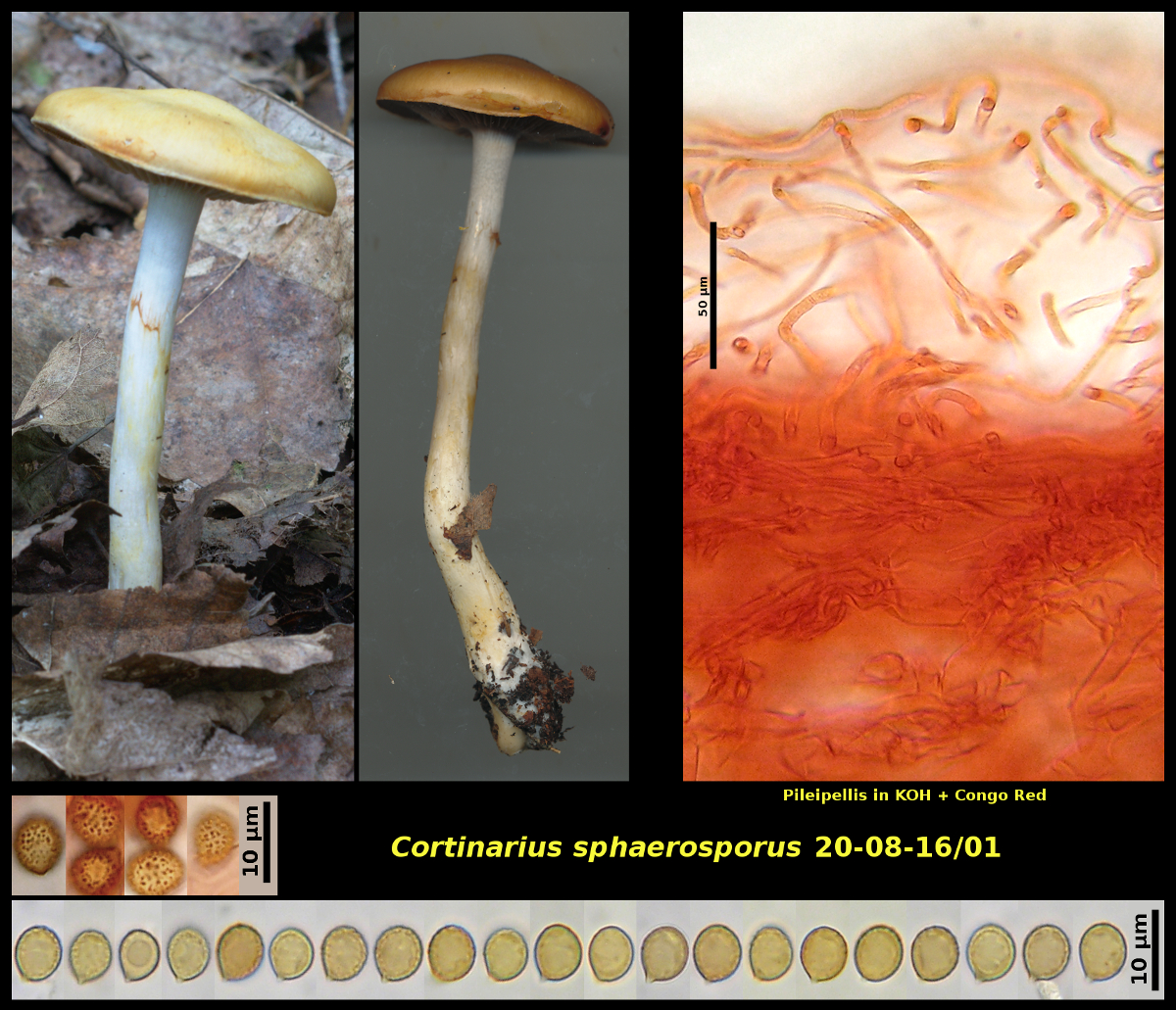 Picture of <i>Cortinarius sphaerosporus</i>